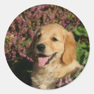 Pegatina Redonda Golden Retreiver Puppy