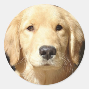Pegatina Redonda Golden Retriever