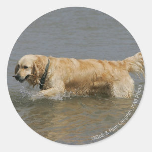 Pegatina Redonda Golden retriever en agua