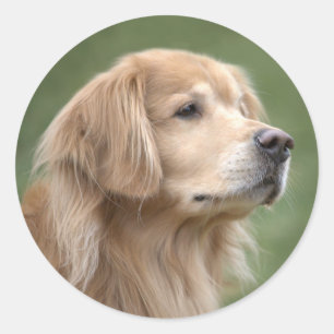 Pegatina Redonda Golden Retriever in Closeup
