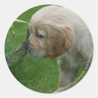 Pegatina Redonda Golden Retriever Puppy