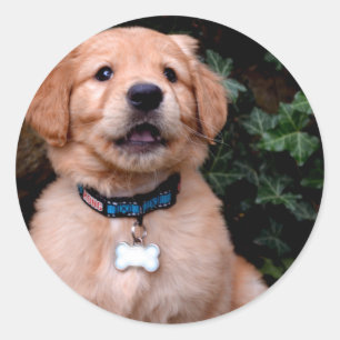 Pegatina Redonda Golden Retriever Puppy