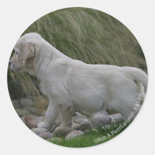 Pegatina Redonda Golden Retriever Puppy Standing