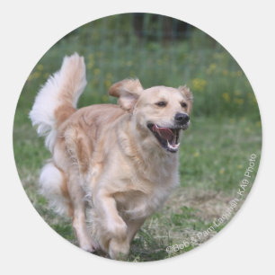 Pegatina Redonda Golden retriever que corre 1