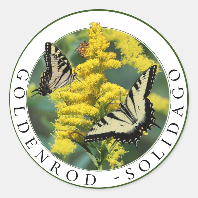 Pegatina Redonda Goldenrod Solidago y Tiger Swallowtail Butfly (Anverso)