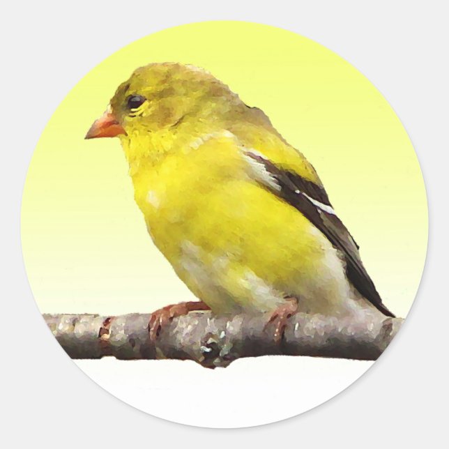 Pegatina Redonda Goldfinch (Anverso)