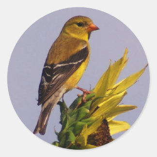 Pegatina Redonda Goldfinch estadounidense sobre el girasol