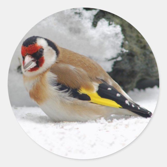 Pegatina Redonda Goldfinch europeo en pegatinas de nieve (Anverso)