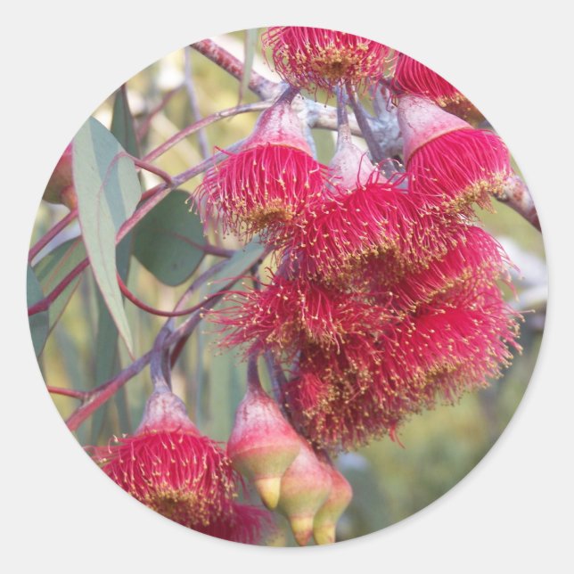 Pegatina Redonda Goma de floración (Anverso)