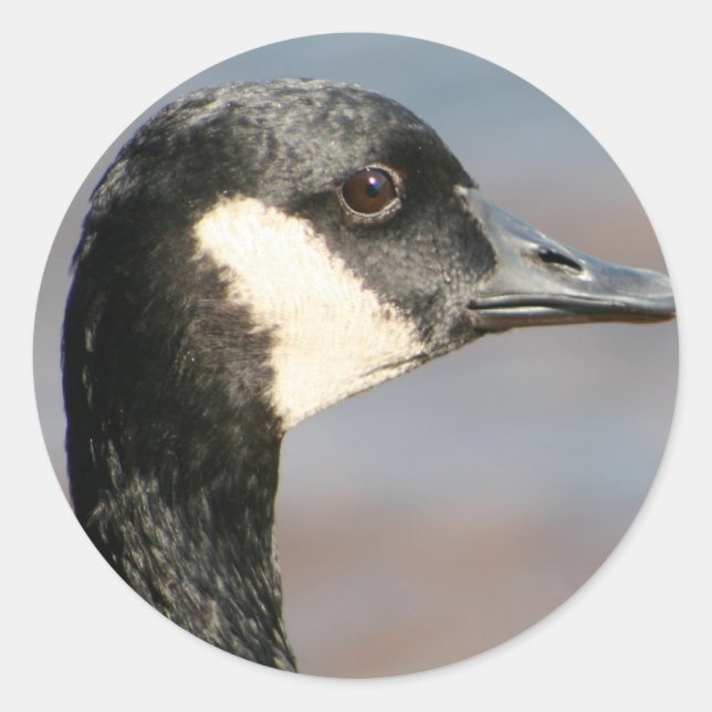 Pegatina Redonda Goose Closeup (Anverso)