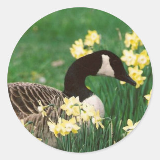 PEGATINA REDONDA GOOSE CON DAFFODILS