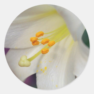 Pegatina Redonda Gorgeous While Lily