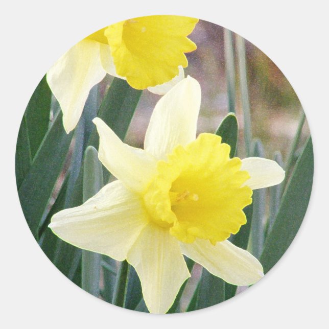 Pegatina Redonda Gorgoous Daffodils (Anverso)