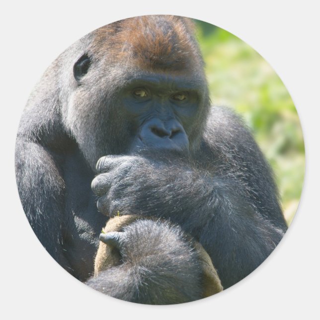 Pegatina Redonda Gorila De Silverback Y Su Mapa (Anverso)