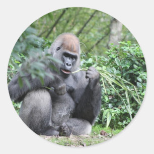 Pegatina Redonda gorilas silverback