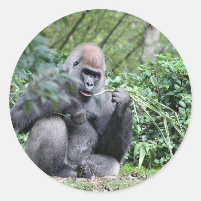 Pegatina Redonda gorilas silverback (Anverso)