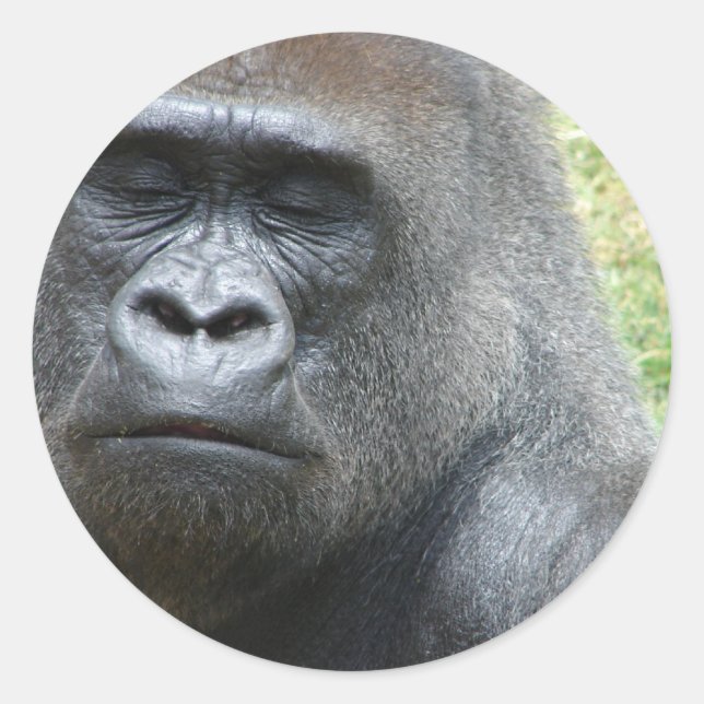 Pegatina Redonda Gorilla Look Pegatinas (Anverso)