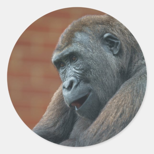 Pegatina Redonda Gorilla Shufai (Anverso)