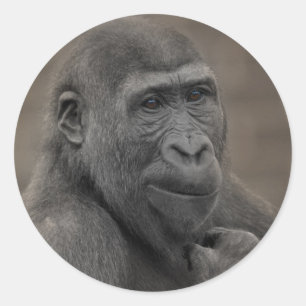 Pegatina Redonda Gorilla Shufai