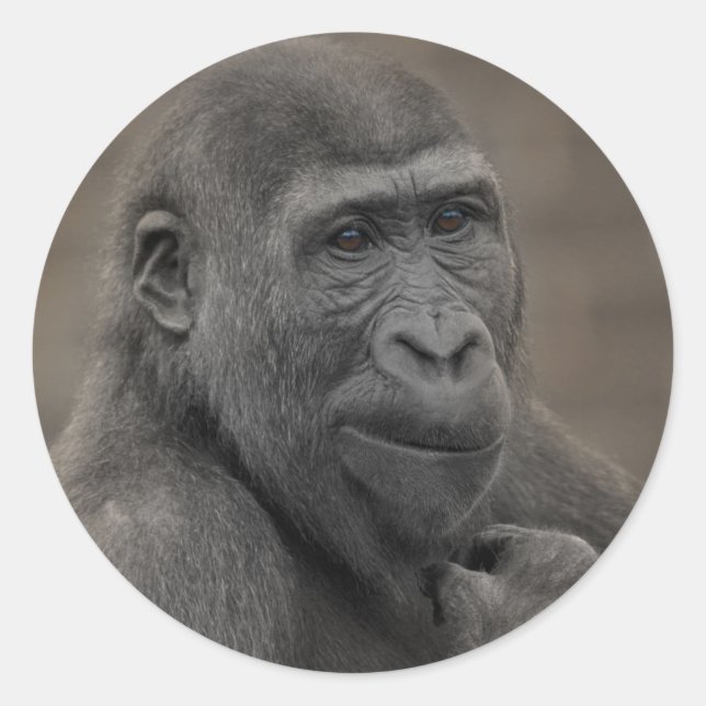 Pegatina Redonda Gorilla Shufai (Anverso)