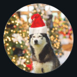 Pegatina Redonda Gorra Siberian Husky Christmas Tree<br><div class="desc">Gorra Siberian Husky Christmas Tree</div>