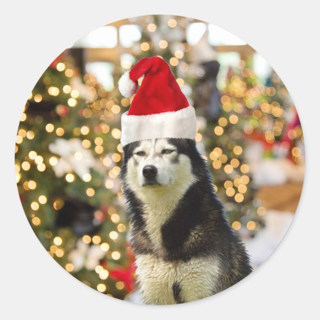 Pegatina Redonda Gorra Siberian Husky Christmas Tree (Anverso)