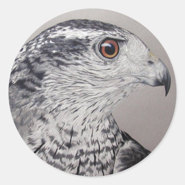 Pegatina Redonda Goshawk septentrional (Anverso)