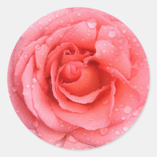 Pegatina Redonda Gotas de agua de rosa rosa roja romántica