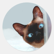 Gracioso gato siamés de Peeking