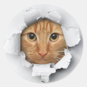 Pegatina Redonda Gracioso Peek A Boo Cat Kitten Pegatinas