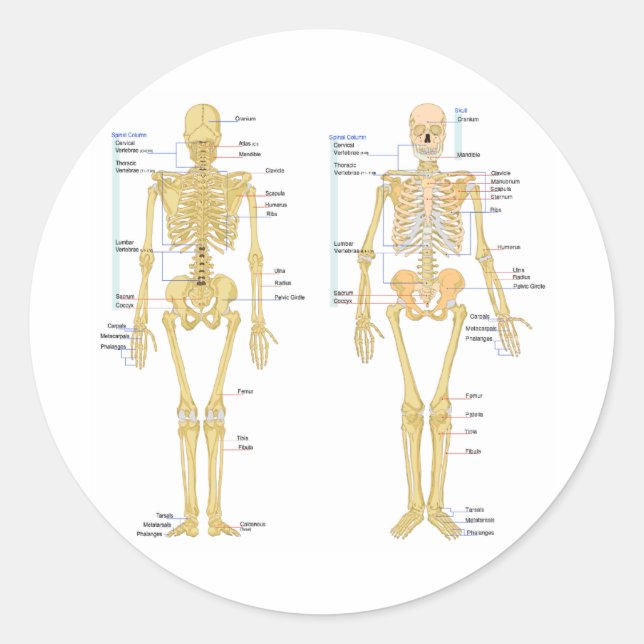 Pegatina Redonda Gráfica de anatomía etiquetada para esqueleto huma (Anverso)