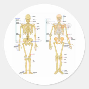 Pegatina Redonda Gráfica de anatomía etiquetada para esqueleto huma
