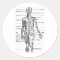 Gráfico de anatomía humana