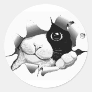 Pegatina Redonda Gráfico disimulado curioso lindo del gatito del