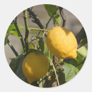 Pegatina Redonda Gráficos limones españoles