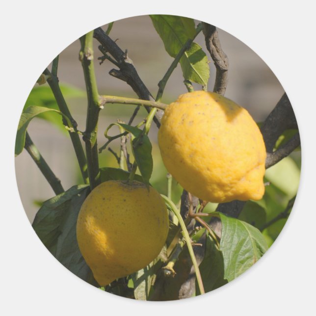 Pegatina Redonda Gráficos limones españoles (Anverso)