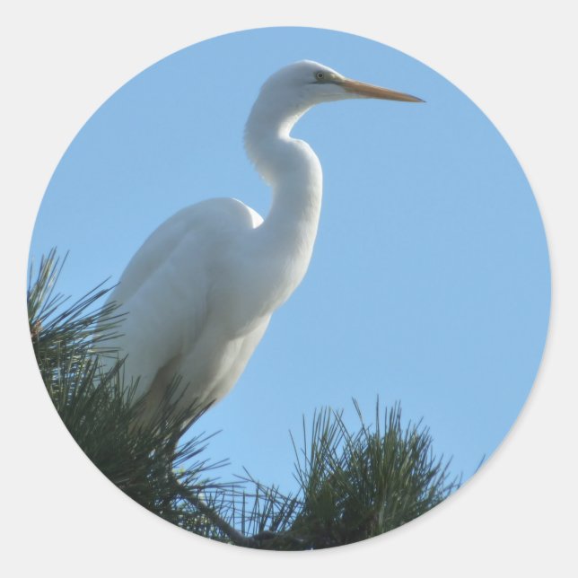 Pegatina Redonda Gran Egret en la soleada Florida (Anverso)