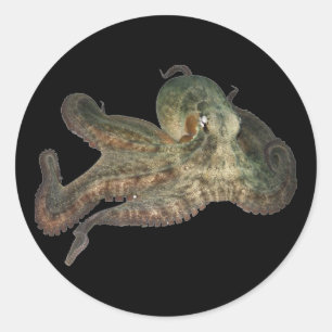 Pegatina Redonda Gran octapi del pulpo del océano