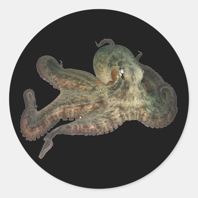 Pegatina Redonda Gran octopus octapi (Anverso)