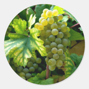 Pegatina Redonda Grapevina
