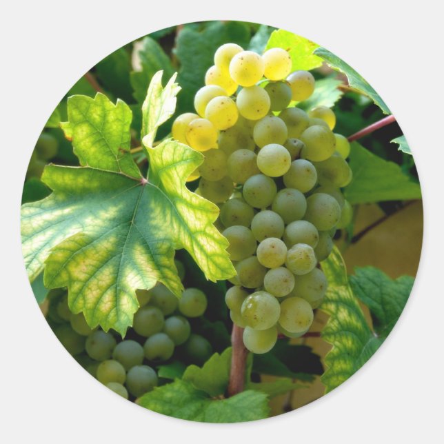 Pegatina Redonda Grapevina (Anverso)
