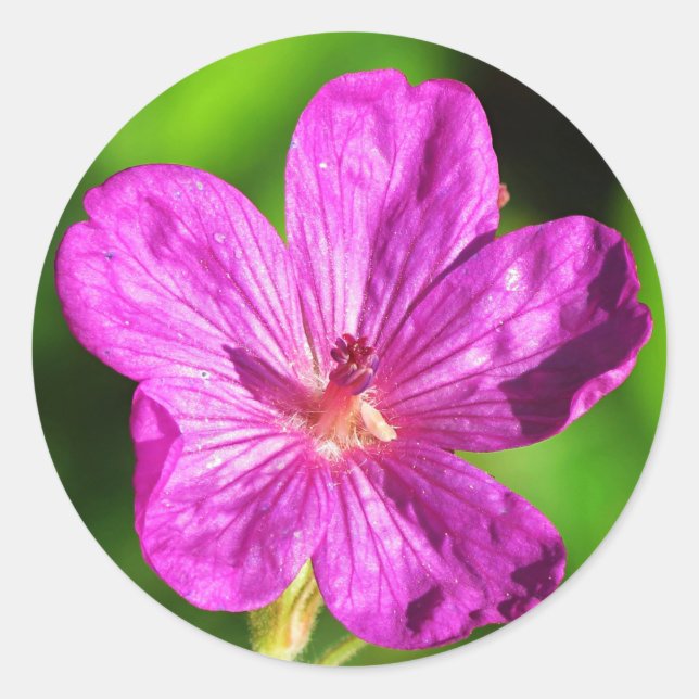 Pegatina Redonda Grasa verde brillante con flores silvestres rosada (Anverso)