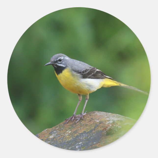 Pegatina Redonda Gray Wagtail - pájaro (Anverso)
