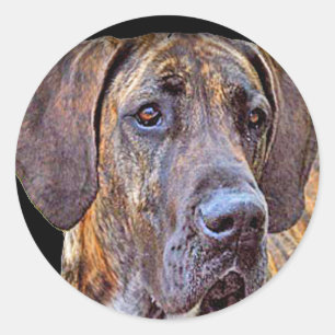 Pegatina Redonda "Great dane "