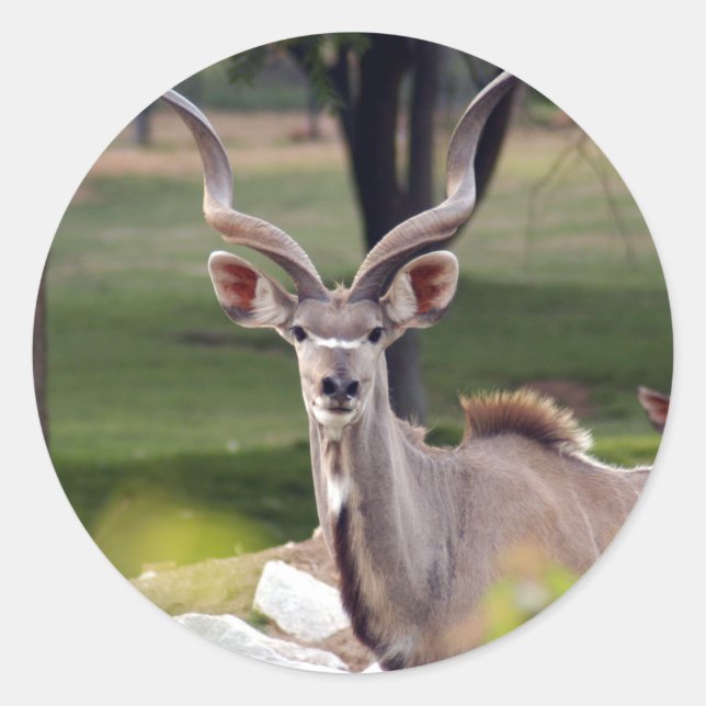 Pegatina Redonda greater-kudu-9 (Anverso)