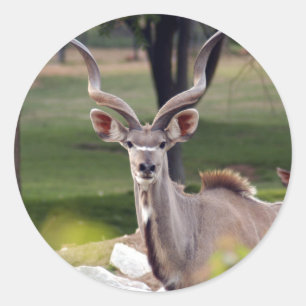 Pegatina Redonda greater-kudu-9