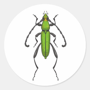 Pegatina Redonda Green beetle