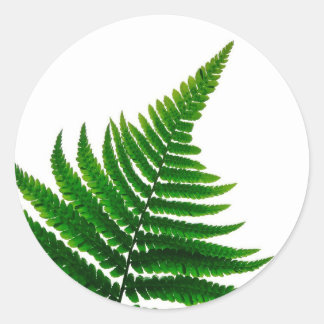 Pegatina Redonda Green Fern Print Woodlands Leaf