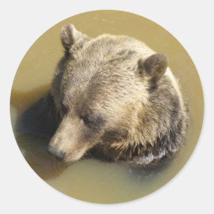 Pegatina Redonda Grizzly Bear