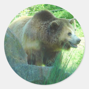 Pegatina Redonda Grizzly Bear #3 Pegatinas